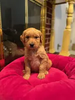 Purebred AKC, a female Golden Retriever for sale in Sanford, NC – Photo 1 of 6