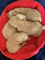 Purebred AKC, a female Golden Retriever for sale in Sanford, NC – Photo 4 of 6