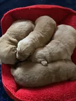 Purebred AKC, a female Golden Retriever for sale in Sanford, NC – Photo 6 of 6