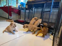 Pure-bred Golden Retriever AKC 7, a female Golden Retriever for sale in Sanford, NC – Photo 5 of 8