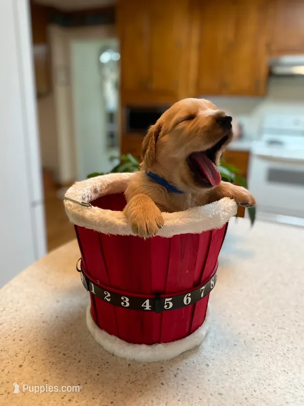 Pure-bred Golden Retriever AKC 7 – Golden Retriever puppy for sale in Sanford, NC