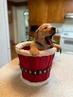 Pure-bred Golden Retriever AKC 7, a female Golden Retriever for sale in Sanford, NC – Photo 1 of 8