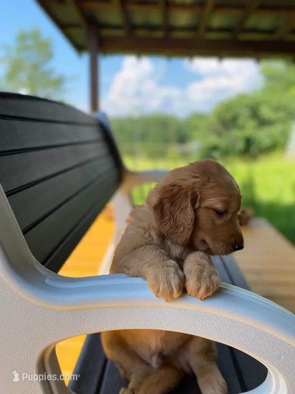 AKC Golden Retriever