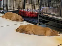 Pure-bred Golden Retriever AKC 10, a female Golden Retriever for sale in Sanford, NC – Photo 6 of 10