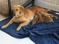 Pure-bred Golden Retriever AKC 10, a female Golden Retriever for sale in Sanford, NC – Photo 8 of 10