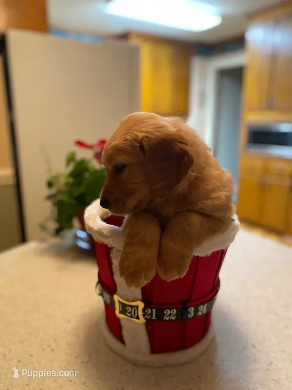 Purebred, AKC Golden Pup 8