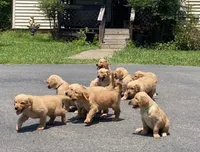 Purebred, AKC Golden Pup 8, a male Golden Retriever for sale in Sanford, NC – Photo 2 of 10