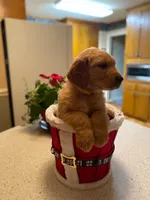 Purebred, AKC Golden Pup 8, a male Golden Retriever for sale in Sanford, NC – Photo 5 of 10