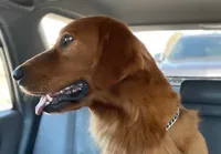 Purebred, AKC Golden Pup 8, a male Golden Retriever for sale in Sanford, NC – Photo 7 of 10