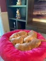 Purebred AKC, a male Golden Retriever for sale in Sanford, NC – Photo 2 of 6