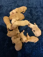 Purebred AKC, a male Golden Retriever for sale in Sanford, NC – Photo 4 of 6