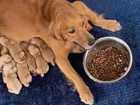 Purebred AKC, a male Golden Retriever for sale in Sanford, NC – Photo 5 of 6