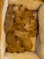 Purebred AKC, a male Golden Retriever for sale in Sanford, NC – Photo 6 of 6