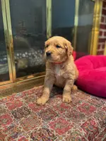 Purebred AKC, a male Golden Retriever for sale in Sanford, NC – Photo 1 of 6