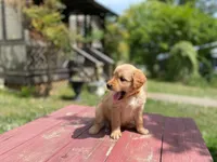 Purebred, AKC Golden #4, a male Golden Retriever for sale in Sanford, NC – Photo 1 of 10