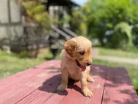 Purebred, AKC Golden #4, a male Golden Retriever for sale in Sanford, NC – Photo 3 of 10