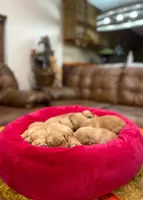 Purebred, AKC Golden #4, a male Golden Retriever for sale in Sanford, NC – Photo 2 of 10