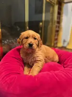 Purebred, AKC Golden Pup 2, a male Golden Retriever for sale in Sanford, NC – Photo 1 of 10