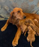 Purebred, AKC Golden Pup 2, a male Golden Retriever for sale in Sanford, NC – Photo 2 of 10