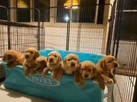 Purebred, AKC Golden Pup 2, a male Golden Retriever for sale in Sanford, NC – Photo 3 of 10