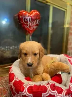 Golden AKC 4, a male Golden Retriever for sale in Sanford, NC – Photo 2 of 5