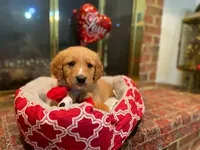 Golden AKC 4, a male Golden Retriever for sale in Sanford, NC – Photo 3 of 5
