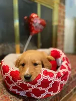 Golden AKC 4, a male Golden Retriever for sale in Sanford, NC – Photo 4 of 5