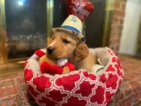 Golden AKC 4, a male Golden Retriever for sale in Sanford, NC – Photo 1 of 5