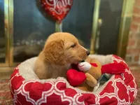 Golden AKC 4, a male Golden Retriever for sale in Sanford, NC – Photo 5 of 5