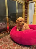 Purebred, AKC Golden #8, a male Golden Retriever for sale in Sanford, NC – Photo 10 of 10