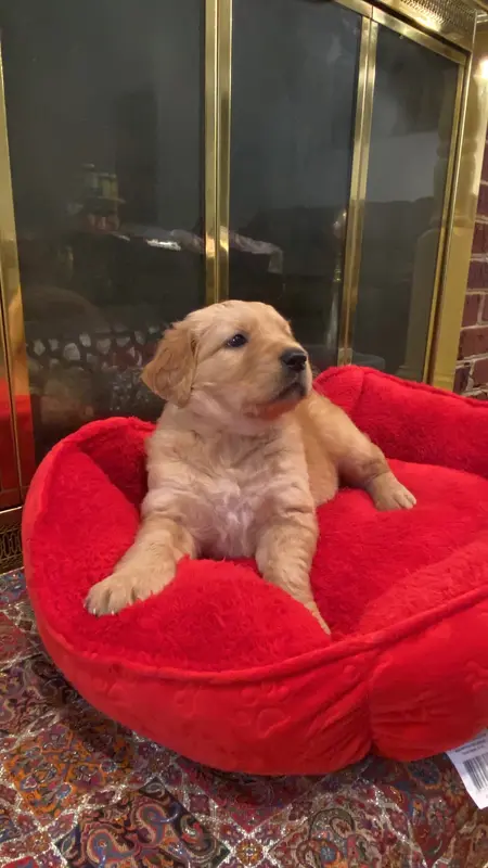 Purebred, AKC Golden #8