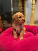 Purebred AKC, a male Golden Retriever for sale in Sanford, NC – Photo 1 of 6