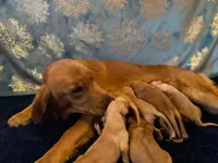 Purebred AKC, a male Golden Retriever for sale in Sanford, NC – Photo 2 of 6