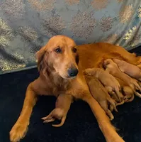 Purebred AKC, a male Golden Retriever for sale in Sanford, NC – Photo 6 of 6