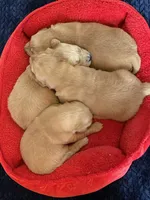 AKC Golden Retriever Pup 3, a male Golden Retriever for sale in Sanford, NC – Photo 6 of 10