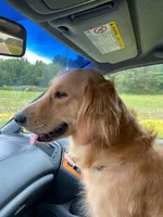 AKC Golden Retriever Pup 3, a male Golden Retriever for sale in Sanford, NC – Photo 5 of 10