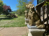 AKC Golden Retriever Pup 3, a male Golden Retriever for sale in Sanford, NC – Photo 9 of 10