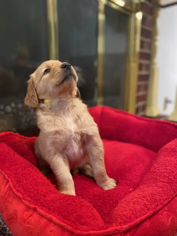 Purebred, AKC Golden #3