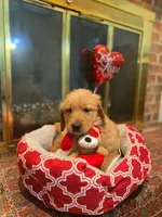 Golden AKC 3, a female Golden Retriever for sale in Sanford, NC – Photo 3 of 5