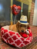 Golden AKC 3, a female Golden Retriever for sale in Sanford, NC – Photo 2 of 5