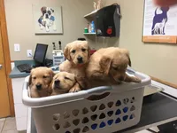 Golden AKC 10, a female Golden Retriever for sale in Sanford, NC – Photo 7 of 8