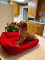 Golden AKC 10, a female Golden Retriever for sale in Sanford, NC – Photo 2 of 8