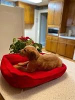 Golden AKC 10, a female Golden Retriever for sale in Sanford, NC – Photo 1 of 8