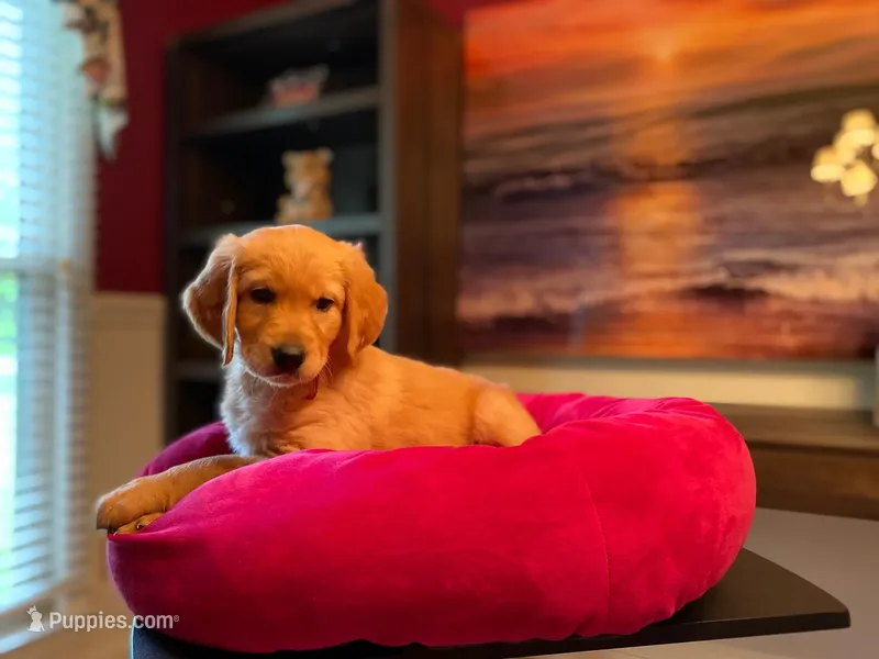 Purebred, AKC Golden #6