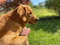 Purebred, AKC Golden #6, a male Golden Retriever for sale in Sanford, NC – Photo 8 of 10