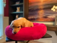 Purebred, AKC Golden #6, a male Golden Retriever for sale in Sanford, NC – Photo 2 of 10