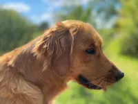 Purebred, AKC Golden #2, a male Golden Retriever for sale in Sanford, NC – Photo 6 of 10