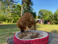 Purebred, AKC Golden #2, a male Golden Retriever for sale in Sanford, NC – Photo 2 of 10