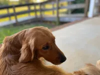 Purebred, AKC Golden #2, a male Golden Retriever for sale in Sanford, NC – Photo 3 of 10