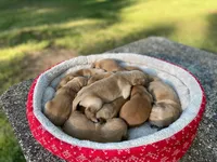 Purebred, AKC Golden #2, a male Golden Retriever for sale in Sanford, NC – Photo 4 of 10